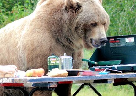 A BEAR in the CAMPSITE!!! by Montana Grant