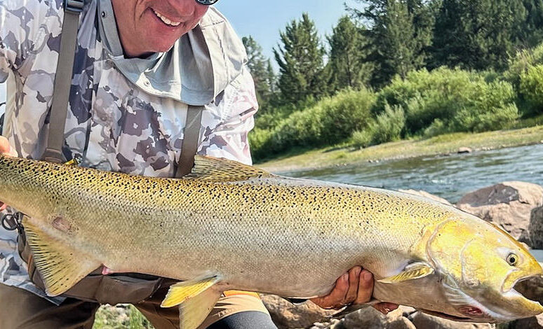 Upper Salmon River Chinook Update 7.31.24