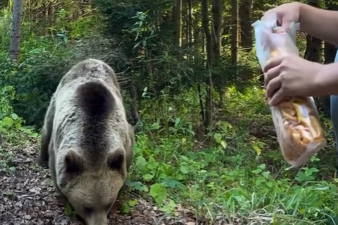 What not to do when you see a bear
