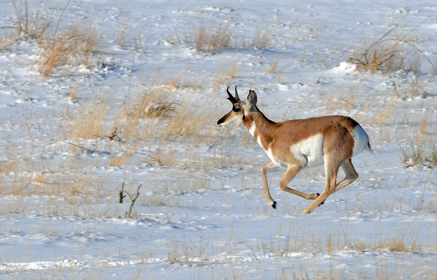 Brett French reports: Pronghorn obstacles identified in 4-year study