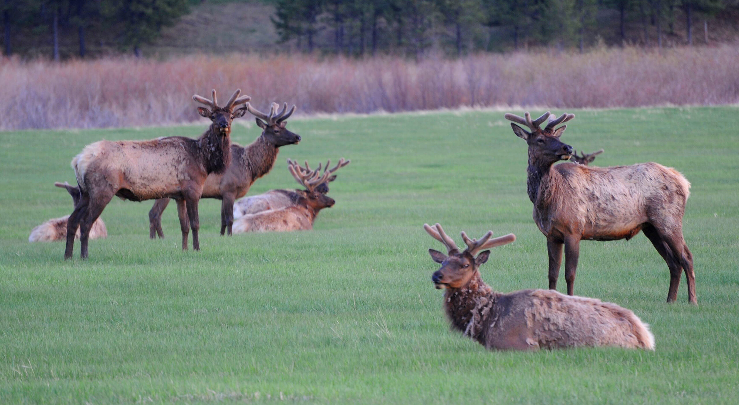 Brett French reports: Elk damage hunts begin as judge shoots more holes in property owners’ lawsuit