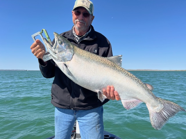 Don Wilkins Weekly Ft Peck Salmon Report