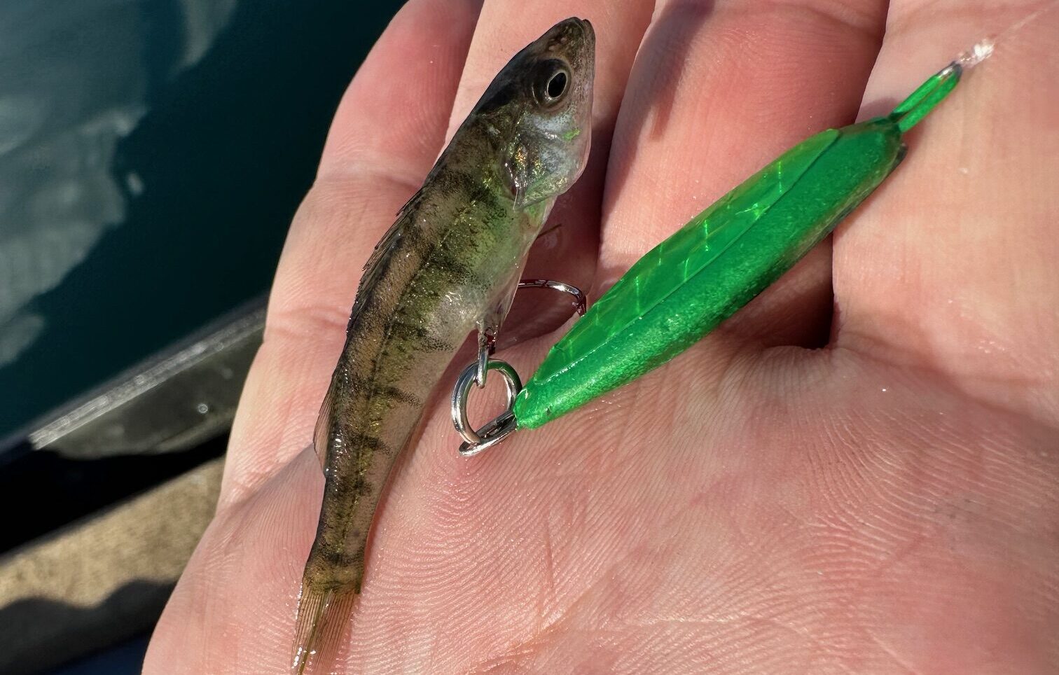 Flathead Lake Whitefish Whisperer Report 8.23.24