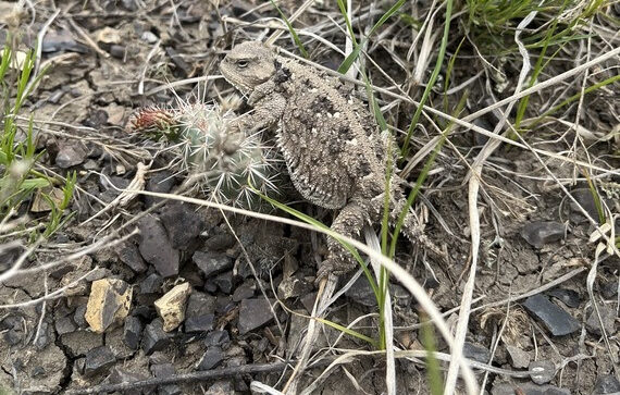 FWP News: Corrected: FWP requests that recreationists be on the lookout for greater short-horned lizards this fall