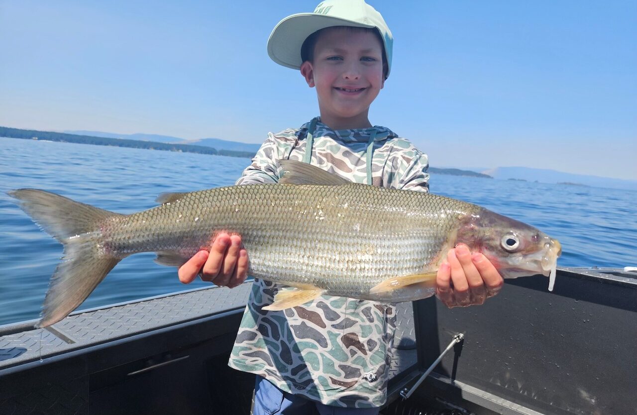 26-inch long Whitefish caught on Flathead lake