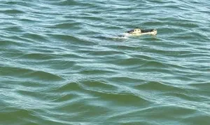 Alligator in Lake Erie?