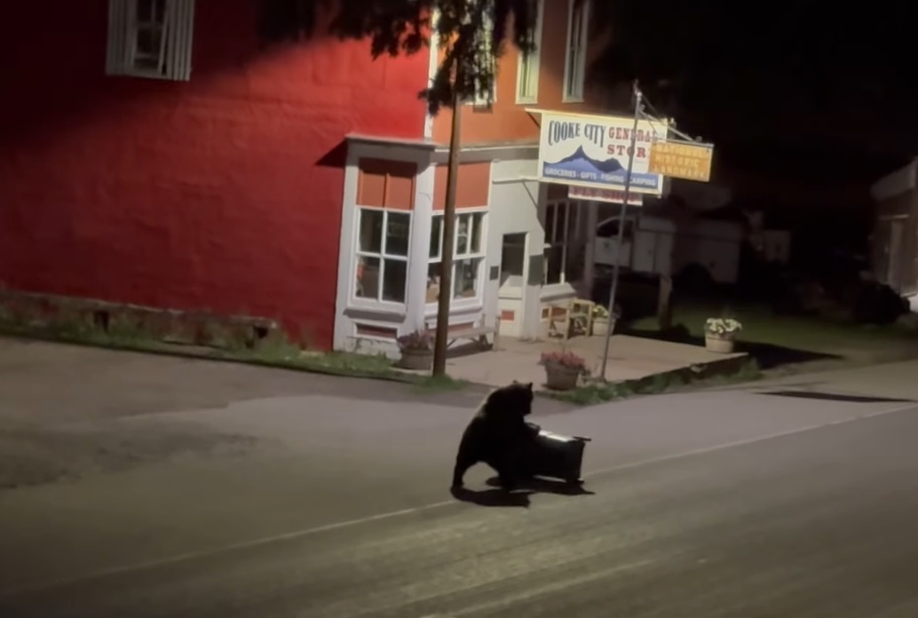 The Bears Are Back in Town