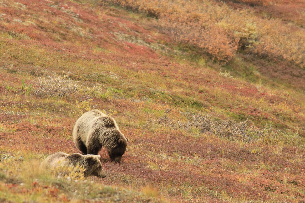 German man airlifted after deploying bear spray against Alaskan grizzly