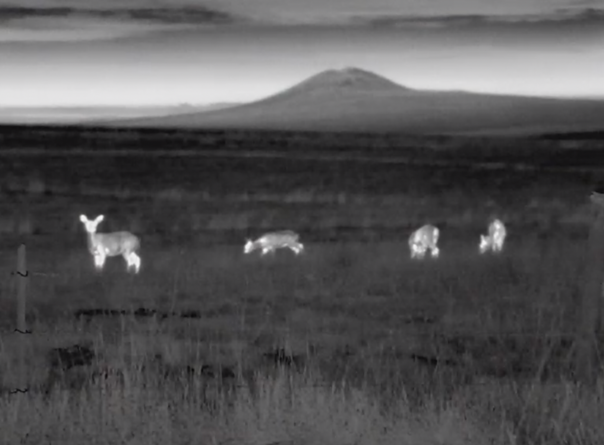 AI on the Road: Students Invent Wildlife-Detecting Dashcam