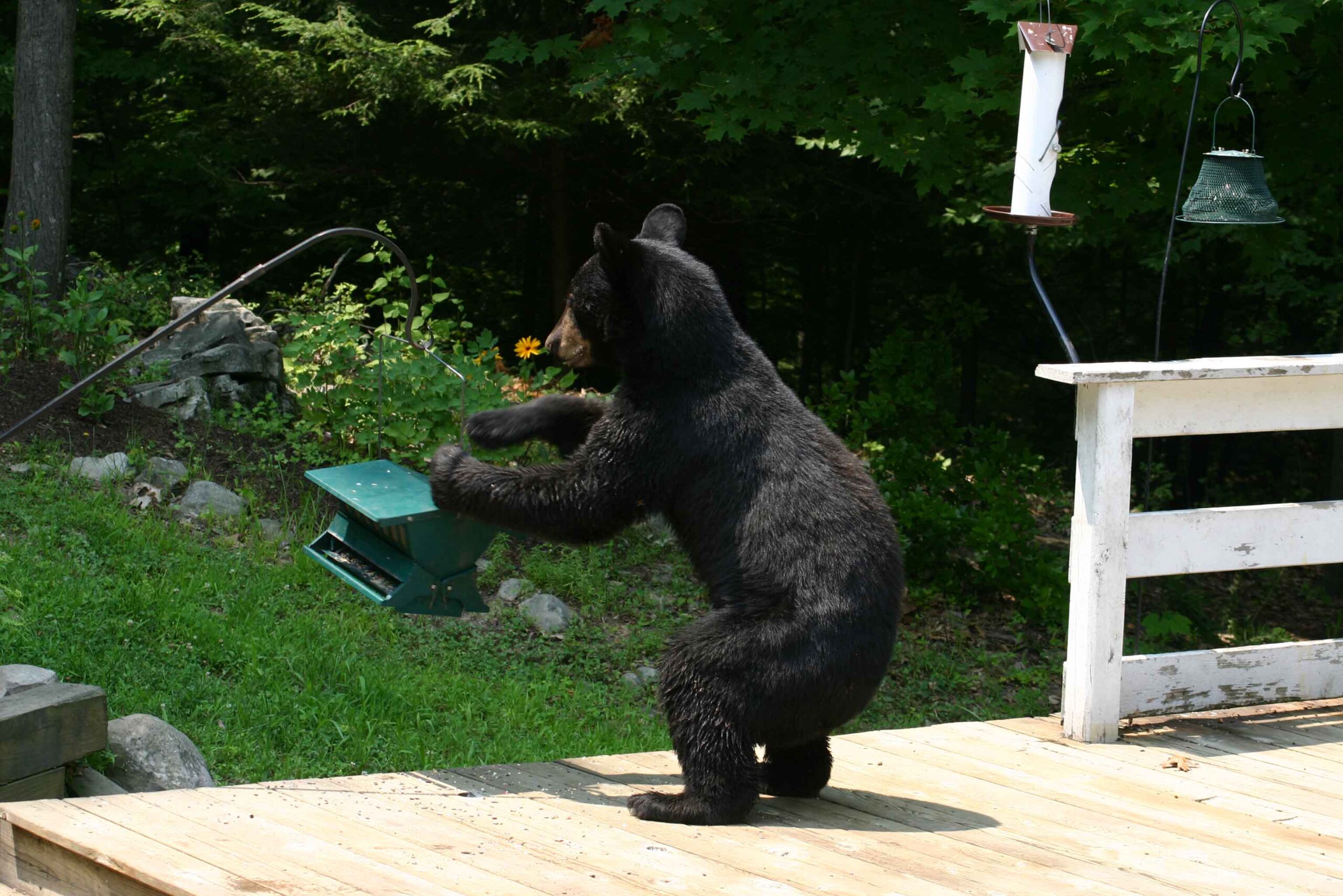 BEARS WITH US!!! by Montana Grant