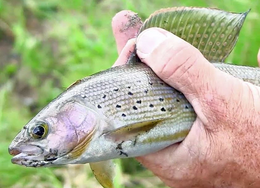 SHADES of GRAYLING!!! by Montana Grant