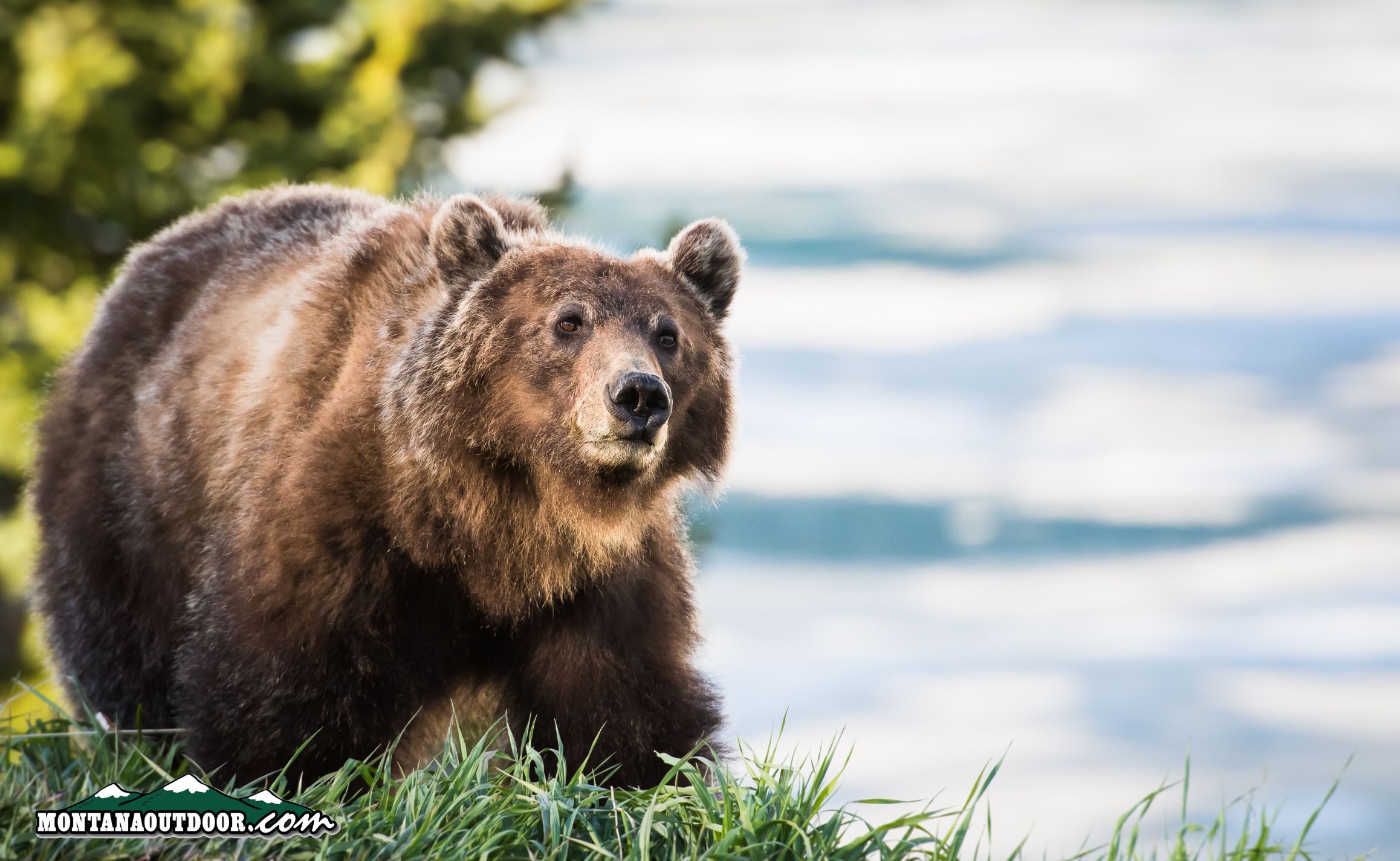 Wildlife Isn’t a Photo Op: Jackson Hole’s Message to Tourists