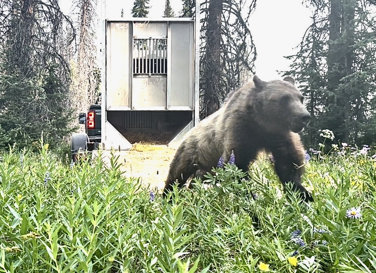Governor Gianforte, Governor Gordon Celebrate Successful Grizzly Bear Translocations
