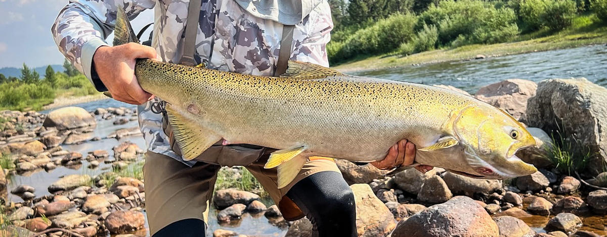 Upper Salmon River Chinook Fishery update 8.7.24