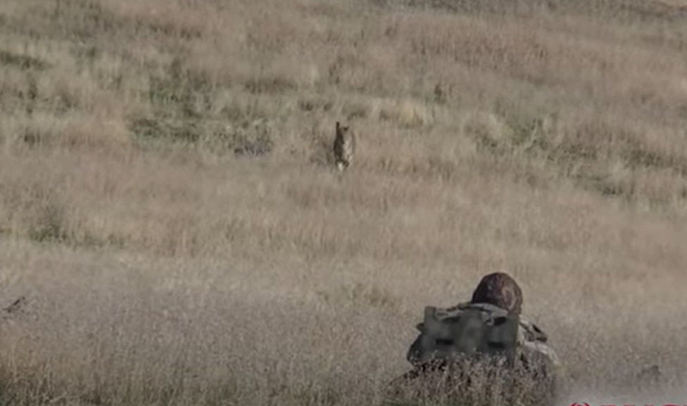 30 Coyote Dirt Naps in One Compilation Video