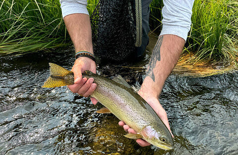 Madison River Outfitters Fishing Report 8.4.24