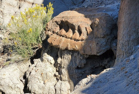FWP News: Museum of the Rockies excavates hadrosaur fossil from Makoshika trail