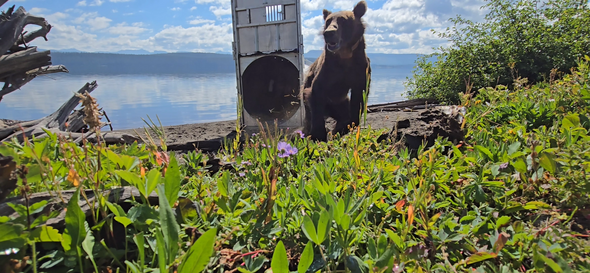 FWP News: Grizzly bears translocated from NCDE to GYE, providing genetic augmentation 