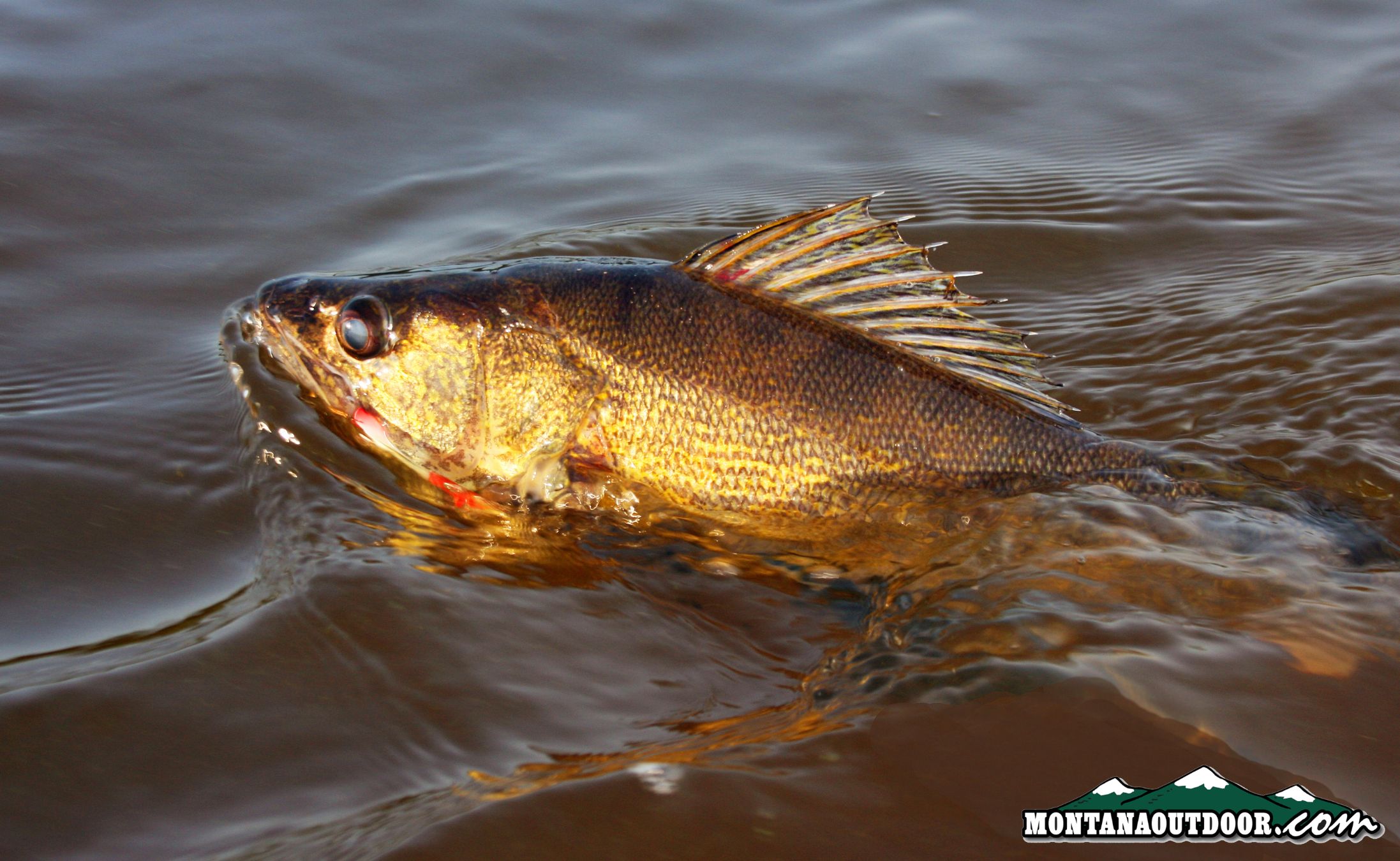 Missouri River Fishing Report below Holter Dam by House of Fly 10.24.24