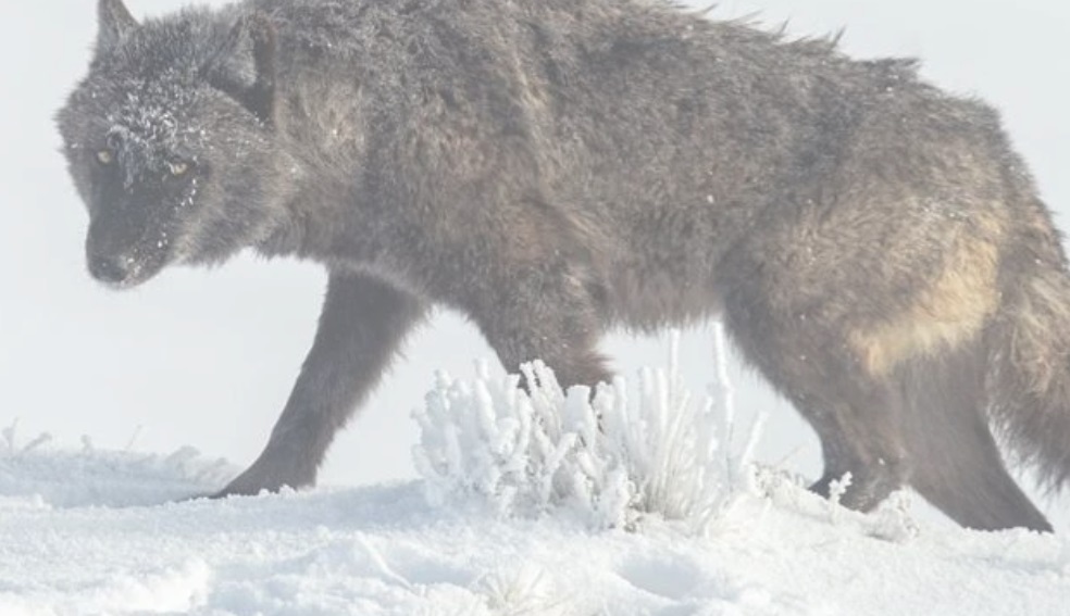 Brett French Reports: Wolf hunting season meeting promises fireworks