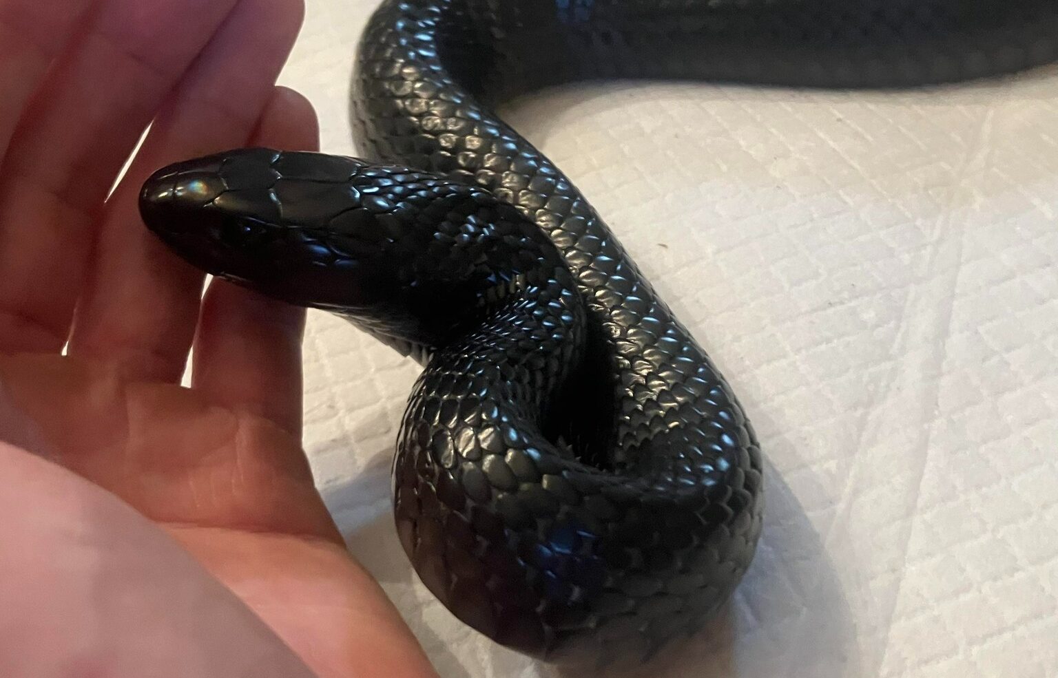 When a Snake’s Lunch Can Bite Back…