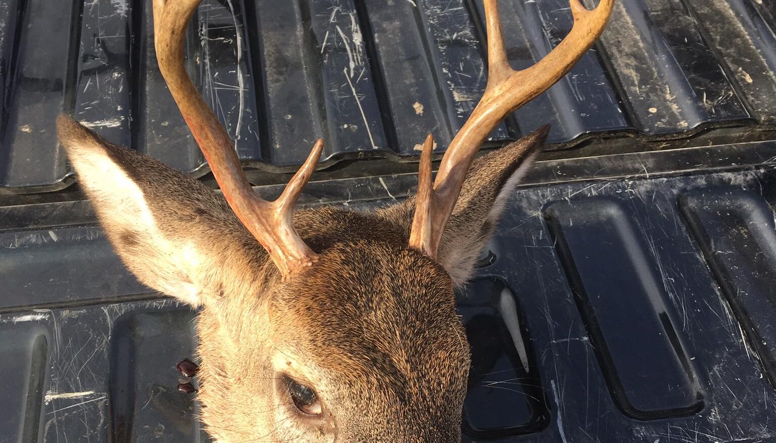 Deer Talk Disaster–How a Game Warden Scored More Than a Date