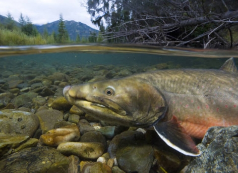 USFWS Completes 5-Year Status Review for Bull Trout in the Lower 48 States