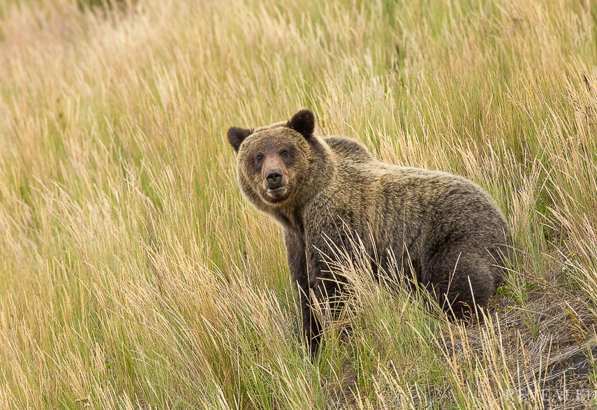Brett French Reports: Bears in the crosshairs