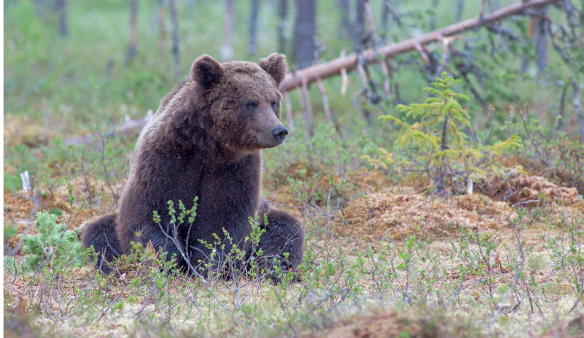Grizzly involved in weekend attack linked to fatal attack in 2021