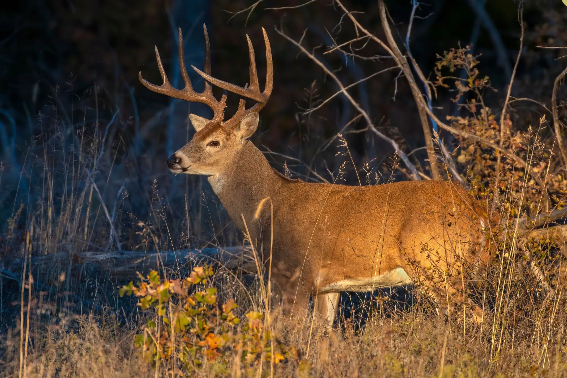 FWP News: Apprentice hunter application available online