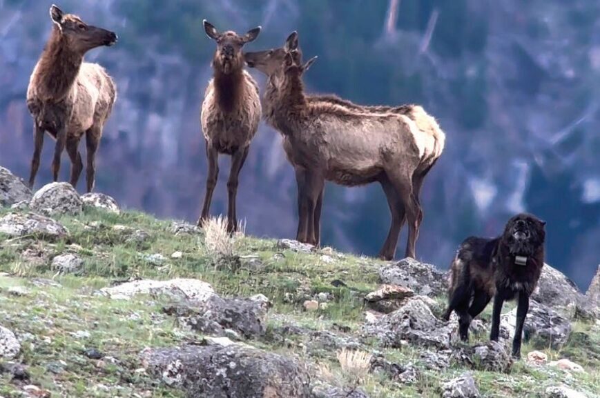 Brett French reports: A national wolf discussion