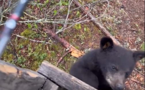 Up Close Curiosity with a Bear and a Hunter