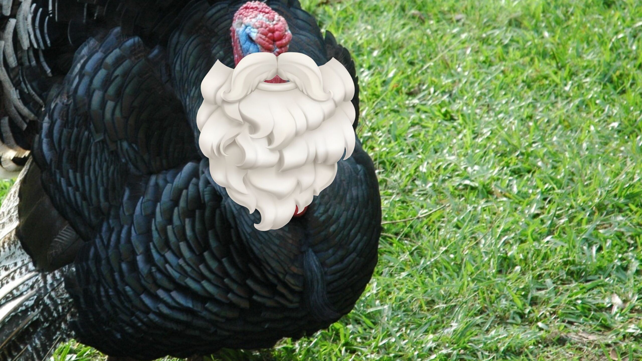 Turkey Beard Talk