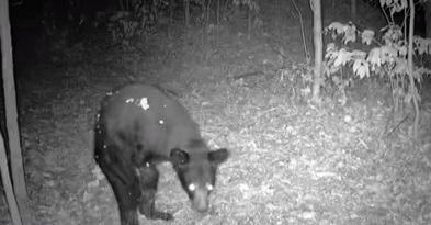 Trail Cam Shows Interesting Footage