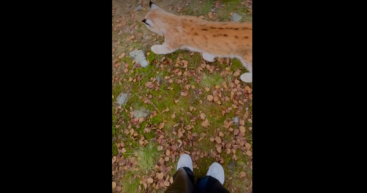 Wildlife being wild