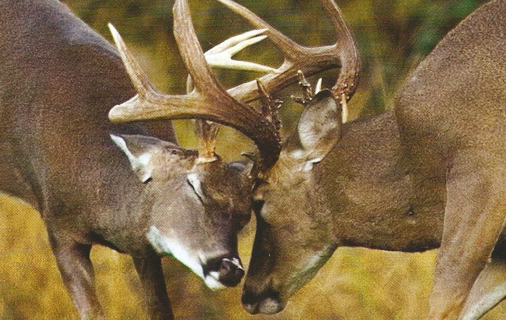 RATTLE YOUR BUCK!!! by Montana Grant