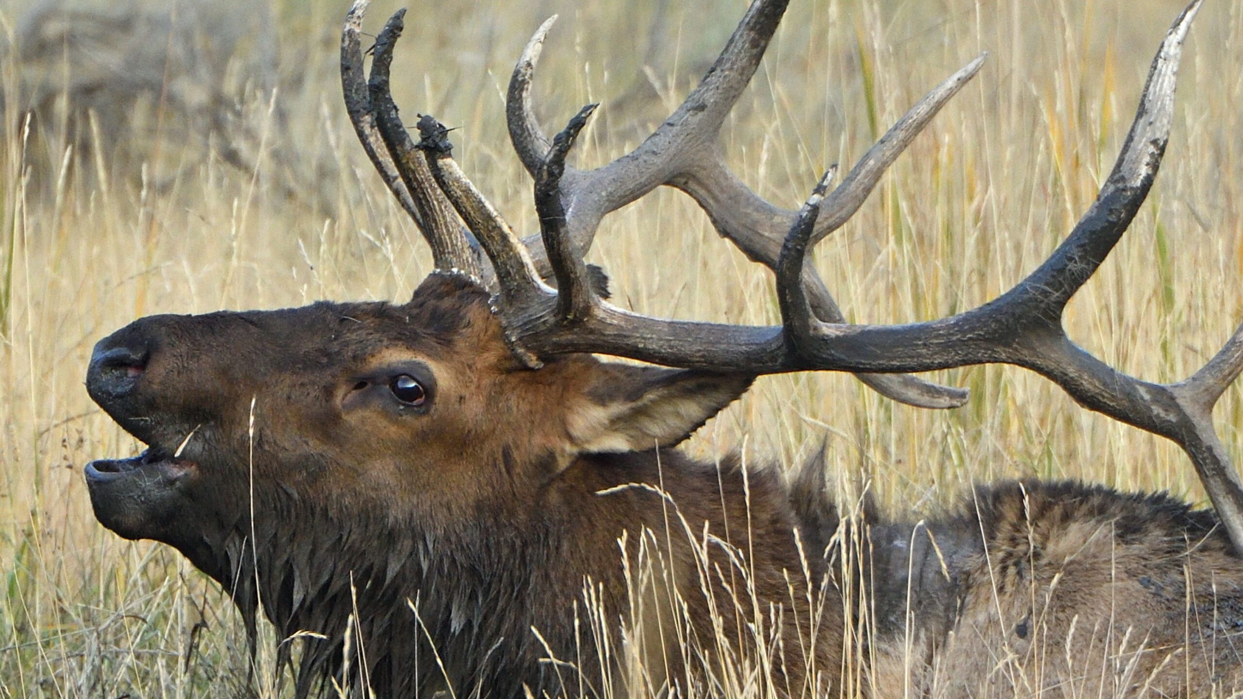 A Montana Sound That Outsiders Don’t Know They’re Missing