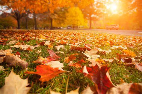 FALL FUN!!! by Montana Grant