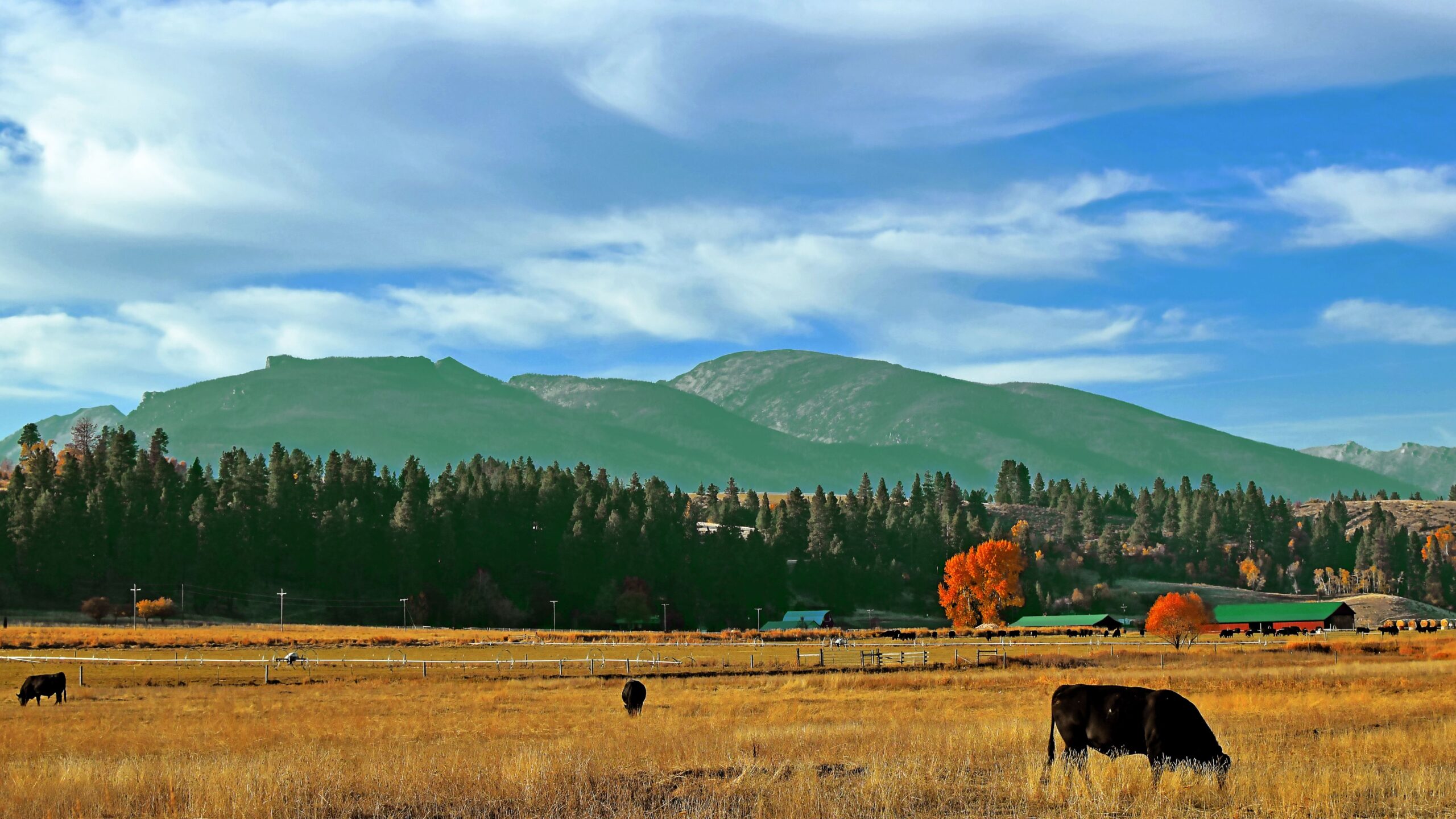 Livestock Loss Update