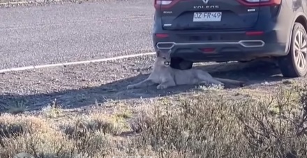Long hike, big cat!