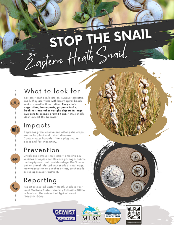 Eastern Heath Snails Identified in Lewistown