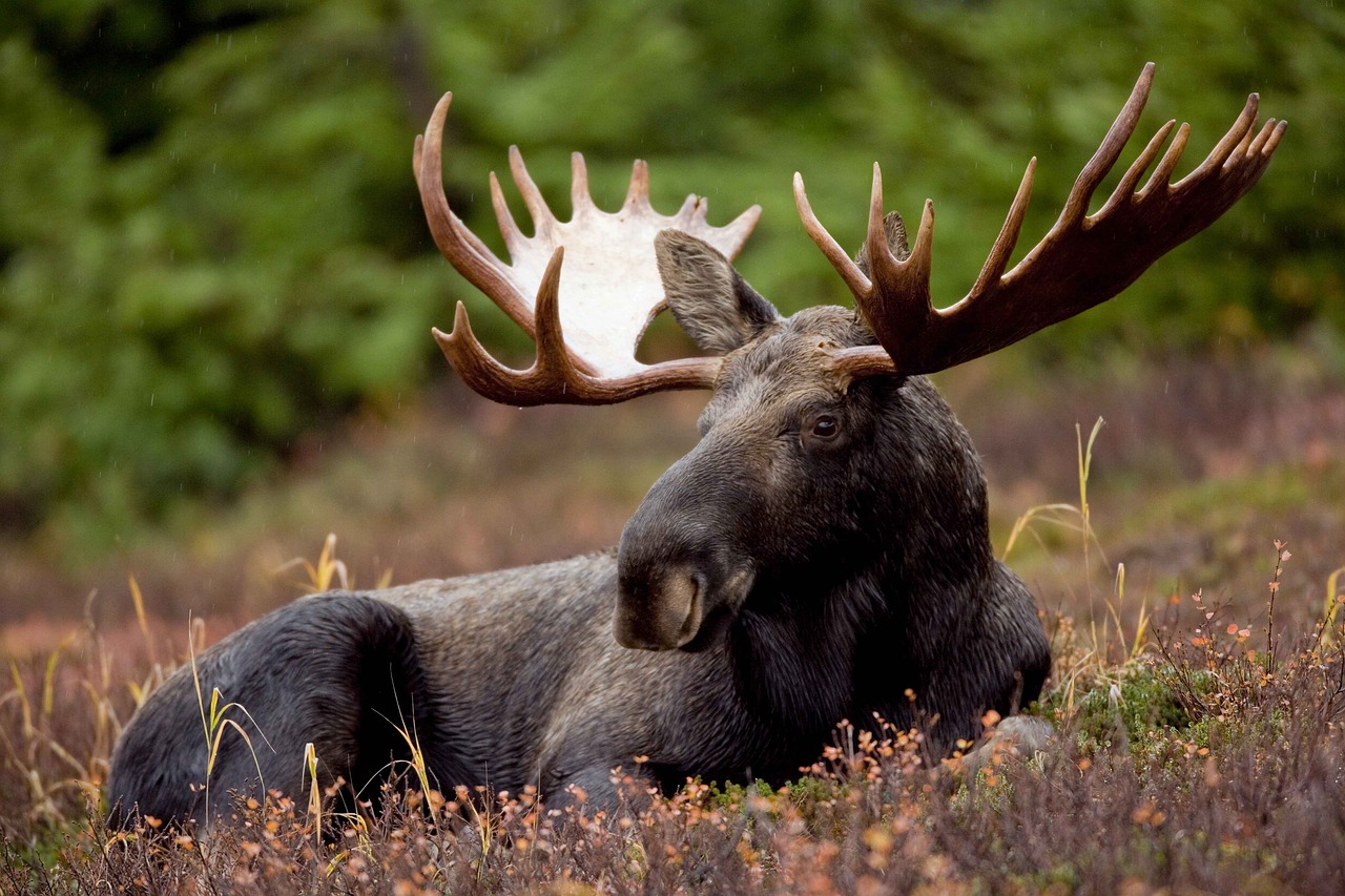 Anthrax Detected In a Moose Near Elk Mountain