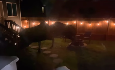 Moose Fight!!!