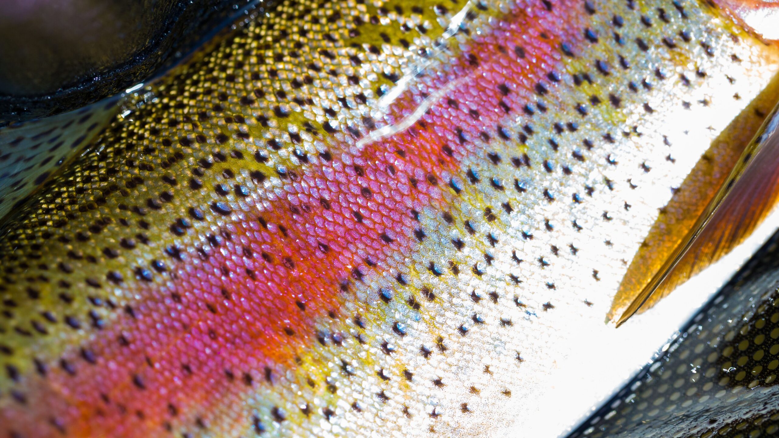 FWP Helena Area Reservoirs Fishing Report 4.21.25