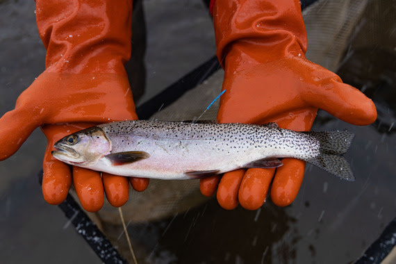 FWP News: FWP fisheries staff to tag trout in upper Madison River