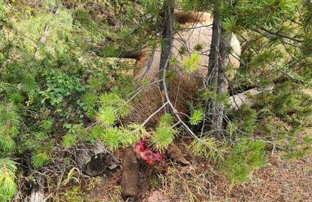 FWP News: FWP looks for information on illegal killed bull elk in HD 380