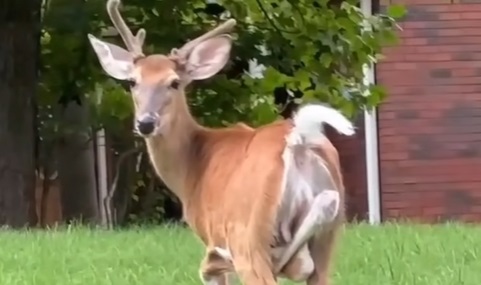 A Very Non-Typical Deer