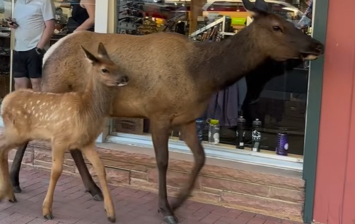 When the Wildlife Wants to be a Tourist
