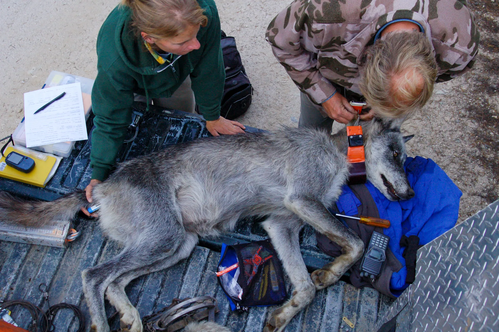 Colorado Wolf Pack Roundup and Relocation