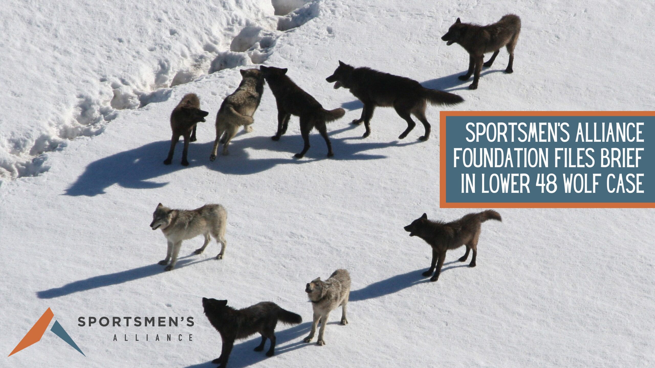 The Gray Wolf Controversy Continues